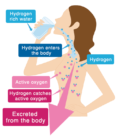 Function of hydrogen water in the body
